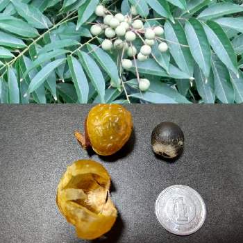 ムクロジの実 の投稿画像一覧 Greensnap グリーンスナップ