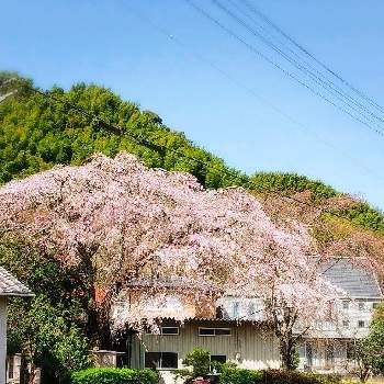垂れ桜の画像 by すーちゃんさん | お出かけ先と綺麗と素敵と垂れ桜