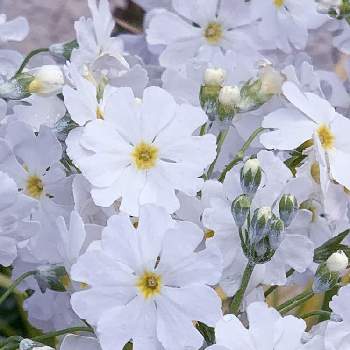 もりもり希望の画像 by Rilyさん | 小さな庭と桜草とおうち園芸と2022と綺麗と＃小さな庭とはると花のある暮らしと白い花ともりもり希望とお花で癒やされてます