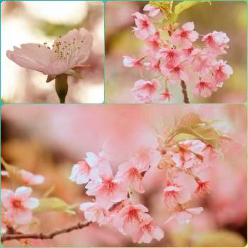 カワヅザクラの画像 by ゃまぐさん | お出かけ先と河津桜とカワヅザクラと桜フォトコン2022