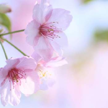 カワヅザクラの画像 by kyonさん | 河津桜とカワヅザクラと花曜日とお写ん歩と桜フォトコン2022と自然美と癒し空間と素敵な時間と平和を願うと花のある暮らし