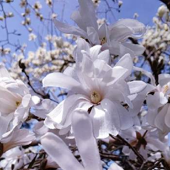 姫コブシの投稿画像一覧 Greensnap グリーンスナップ