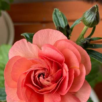 サーモンピンクの花の投稿画像一覧 Greensnap グリーンスナップ