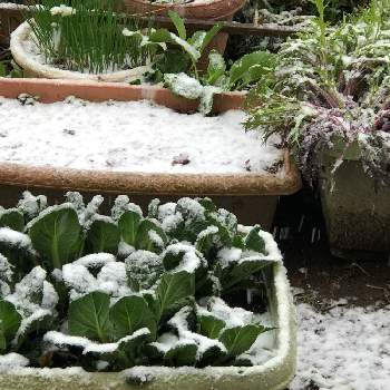 サラダ水菜の画像 by アップルさん | 小さな庭とチヂミ小松菜とサラダ水菜と春の雪＊