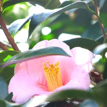 ピンクの椿の画像 by ❀ Mick ❀さん | ツバキとピンクの花と庭の花と春の庭と庭の木と花のある暮らしと椿 ツバキとピンクの椿