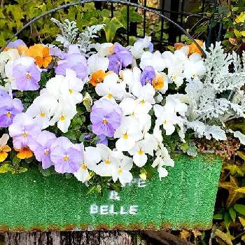 ブリキ缶の画像 by samoanママさん | 小さな庭と最愛の友へ届けとNo  more warと可愛らしいお花♡と平和を願う☆と平和を願うと꒰ღ˘◡˘ற꒱かわゅ~とGS皆様ありがとうと白い花とうっとりとブリキ缶と寄せ植え