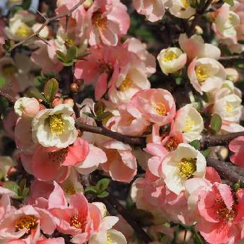 可愛らしい♪の画像 by サクラコ❀︎*さん | お出かけ先と癒されます♡と熊本からと綺麗だね～♡と癒しのピンクとご近所散歩♪と素敵な１日を✧︎*。と美しい✨✨と可愛らしい♪と庭の花たち**と綺麗♪といいね♡ありがとう