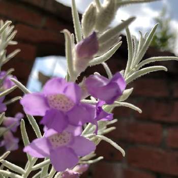 白い葉っぱの画像 by まーむりんさん | 小さな庭とエレモフィラ ニベアと白い葉っぱと薄紫の花と加湿に弱い