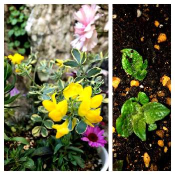 コロニラ バリエガータの画像 by sさん | 小さな庭とコロニラ バレンティナ バリエガーターとじゃがいも（きたあかり）と春のお花と植物のある暮らしとコロニラ バリエガータと寄せ植えと花のある生活とナチュラルガーデンと春の訪れとおうち園芸と植中毒と黄色い花とじゃがいもとナチュラルスタイルと花のある暮らしと小花好きと花が好きと宿根・多年草とラナンキュラスラックス　アリアドネ