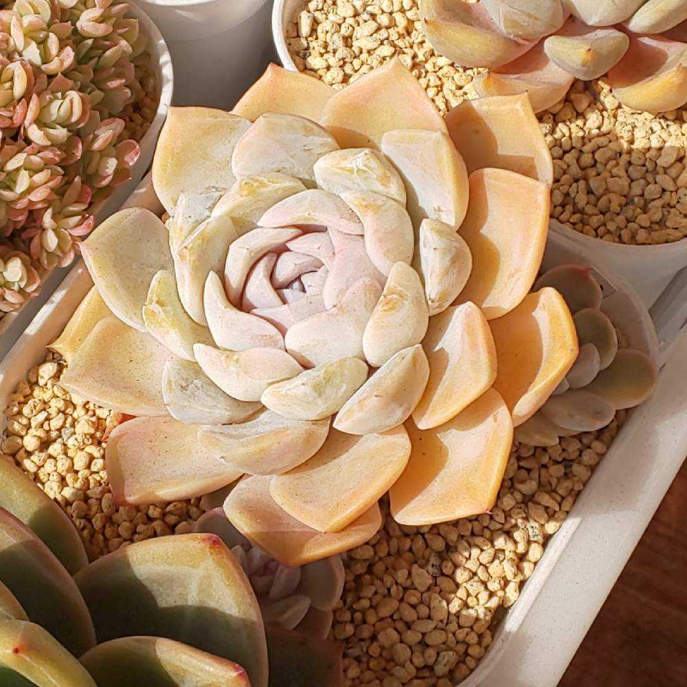 219 タイニーバーガー①の生長記録 2022.05.15更新｜🍀GreenSnap