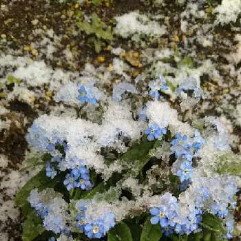 雪の日の画像 by フィリップモリスさん | 小さな庭とワスレナグサと花のある暮らしと雪の日とおうち園芸