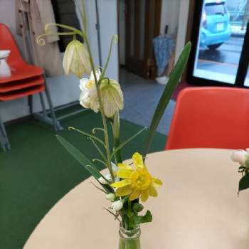 貝母の投稿画像一覧 Greensnap グリーンスナップ