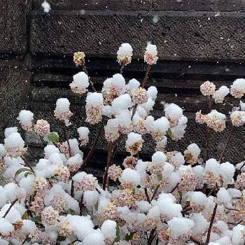 雪の日の画像 by りの♡さん | 沈丁花とポンポンと雪の日