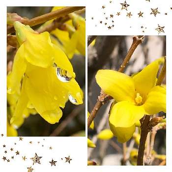 雨粒きらきら✨の画像 by グリーンスムージーさん | かわいい♡♡と黄色の花と雨粒きらきら✨