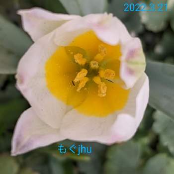 拡大の画像 by もぐjuhさん | お出かけ先とプランターと花色と拡大とお顔がこんにちはとGoogle Pixel5と花いろいろと君も花が好きなのかとしろい花