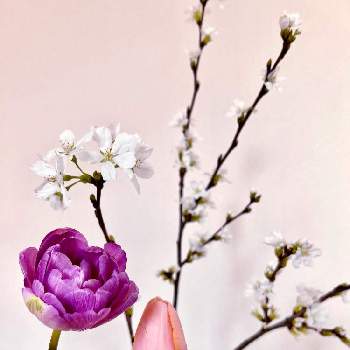 春を待つ♪の画像 by e.mさん | チューリップと染井吉野と春を待つ♪といい色♡と幸せ気分✨✨✨と日々の暮らしに彩りを