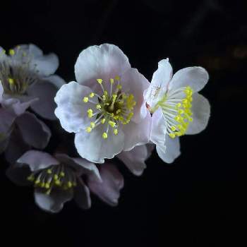  梅の花の画像 by magentaさん | お出かけ先と 梅の花