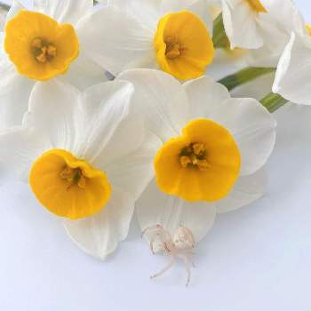 剪定した花の画像 by GARDEN LIFEさん | 水仙とスイセンとお花を楽しむと剪定と庭の花と家庭菜園と花のある生活とおうち園芸と庭の植物と剪定した花と花のある暮らしと白い蜘蛛