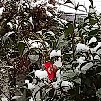雪の日の画像 by ビビ⋅アンさん | ありがとう♡と今日の庭と卜半椿と雪の日と2019同期