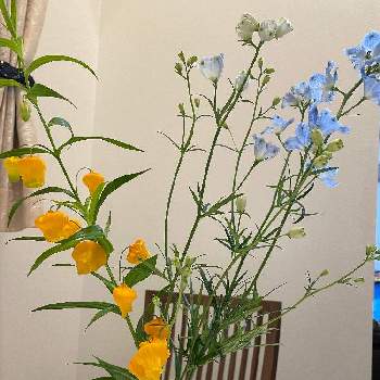 サンダーソニアの投稿画像一覧 Greensnap グリーンスナップ