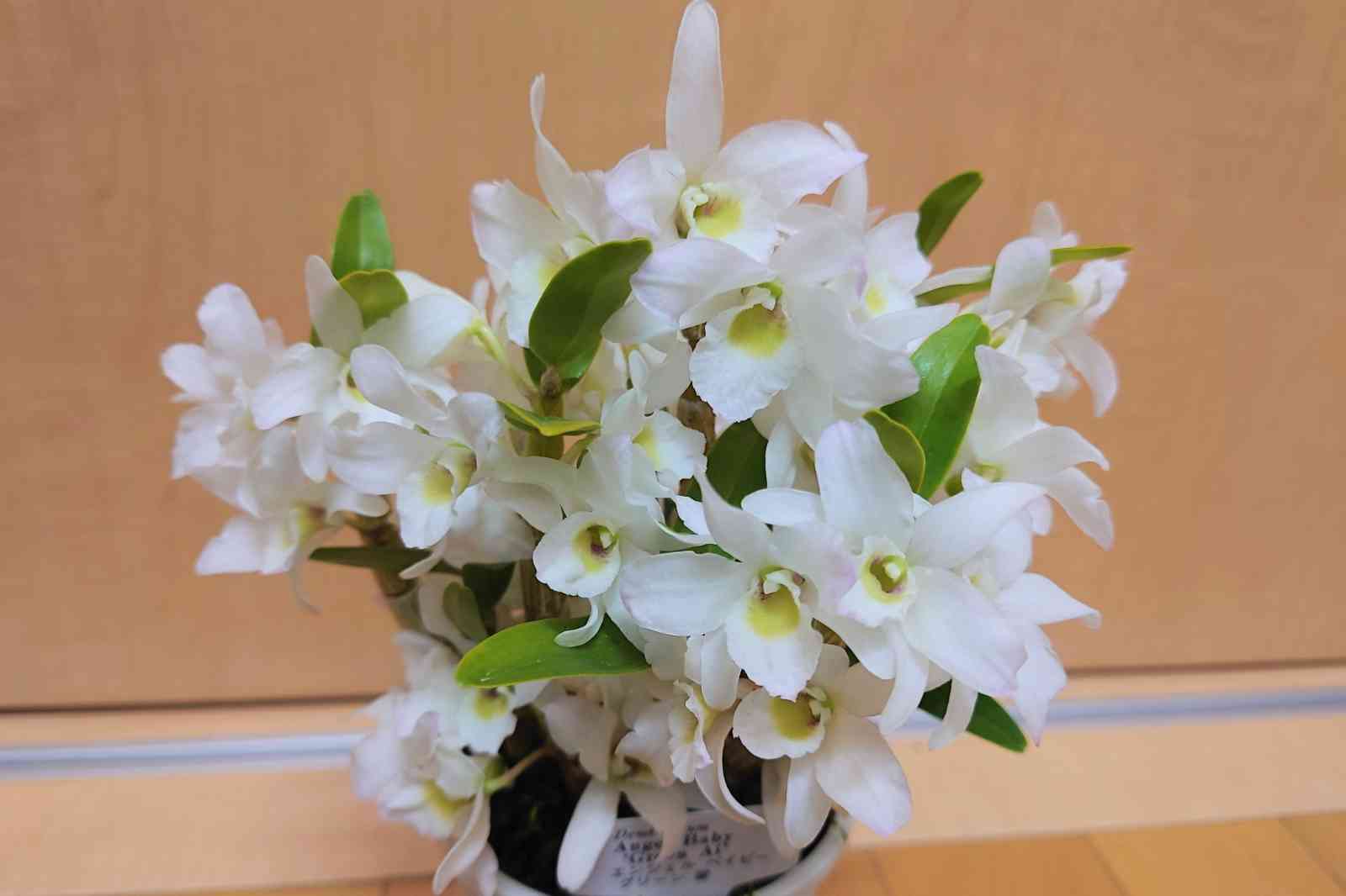 Den.Angel Baby 'Green Ai' エンジェルベイビー'グリーン愛