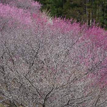 奈良県の画像 by HaRuさん | 花木と奈良県と紅梅の花と大洞山