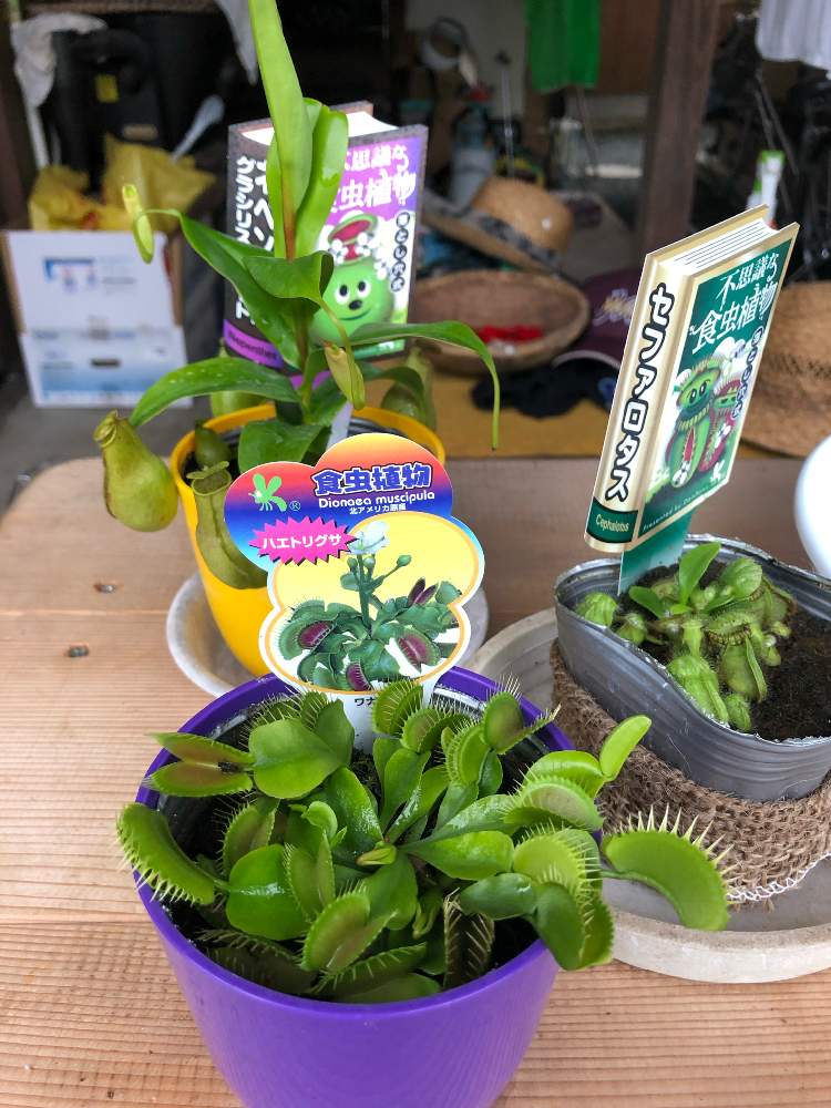栽培していた食虫植物 ネペンテス Greensnap グリーンスナップ