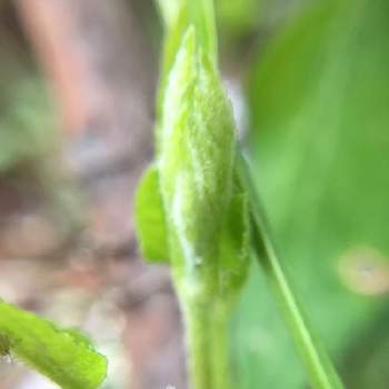 仙人草の投稿画像一覧 Greensnap グリーンスナップ 仙人草の投稿画像一覧 Greensnap グリーンスナップ