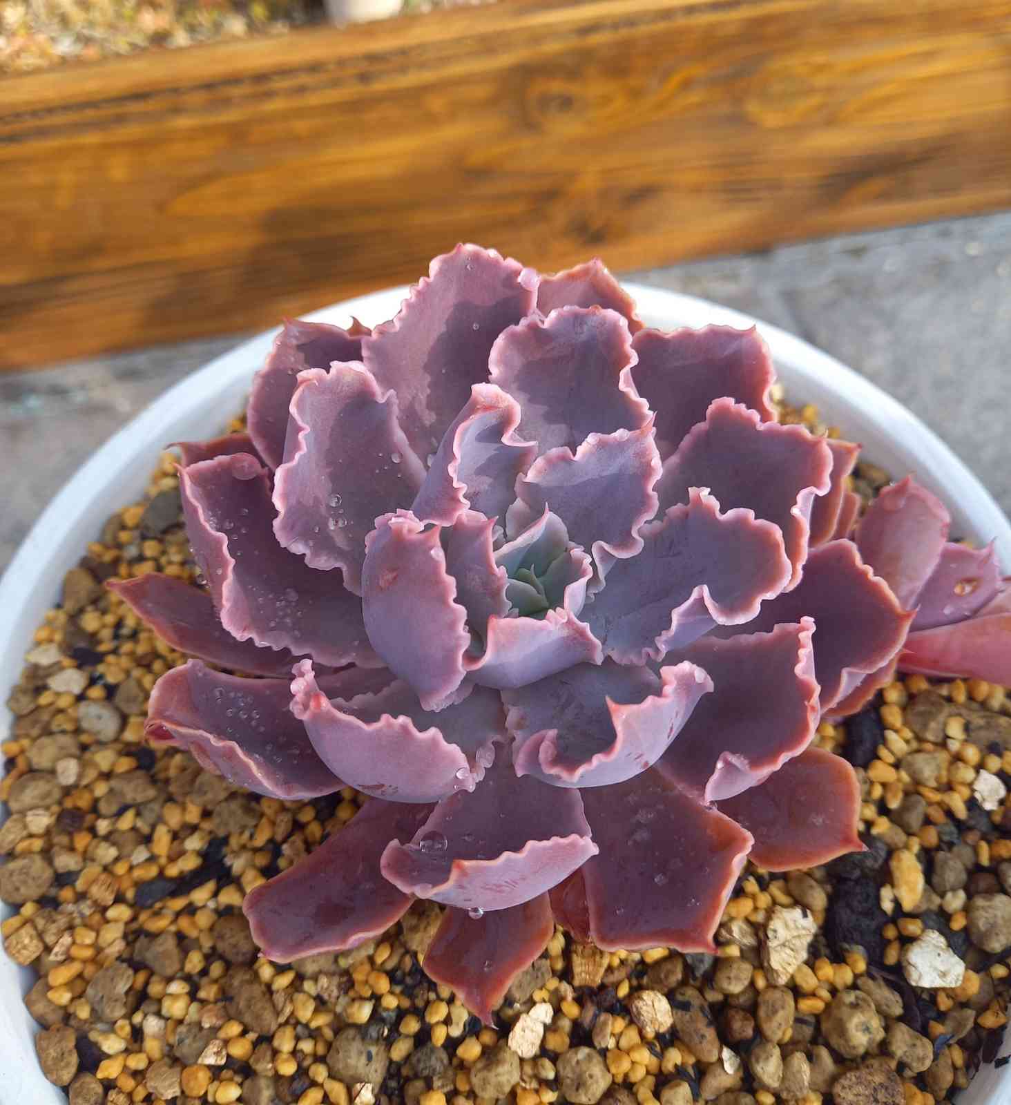 164🌹👰ネオンブレーカーズ 晩霞の舞｜🍀GreenSnap（グリーン