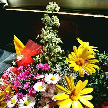 ナデシコ科の投稿画像一覧 Greensnap グリーンスナップ