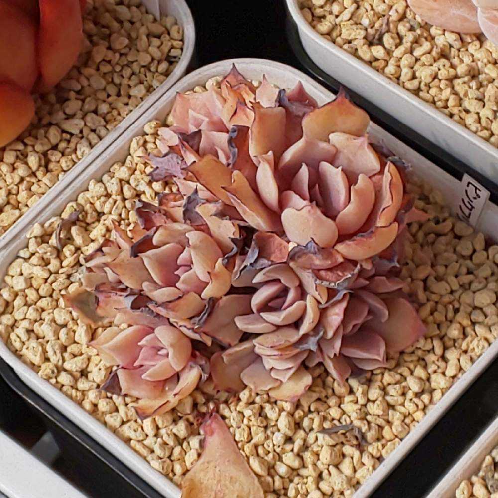 15％OFFꫛᥱꪝ✩多肉植物☆エケベリア「ピンクフリル」☆抜き苗 097 ピンクフリルの生長記録 Vol.1 2022.03.21結｜🍀GreenSnap