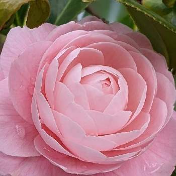 ピンクの椿の画像 by ★巫女歩★さん | 広い庭と乙女椿とピンクの椿と八重椿と八重の椿とつばきの花
