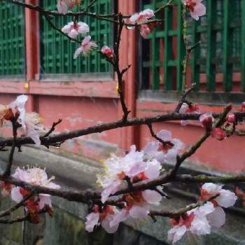 梅の花　ピンクの画像 by ケニチさん | 梅の花　ピンクと梅の花と塩竈神社と冬を感じると雪模様❄️