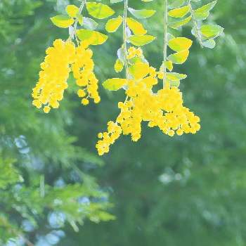 パールアカシア♡の画像 by haruさん | お出かけ先と鮮やかな色とパールアカシア♡と風にゆらゆらときいろの花