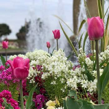 横浜元町の画像 by めいたんとママさん | お出かけ先とピンクの花と噴水と#公園でみっけと春の訪れと チューリップと山下公園と#散歩中にみっけと横浜元町と白い花