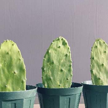 スリット鉢の投稿画像一覧 Greensnap グリーンスナップ