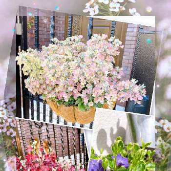 早春のお花の画像 by michelleさん | 小さな庭とウィンティ・ローズとウィンティ・ピーチとツルニチニチソウと可愛い子と早春のお花