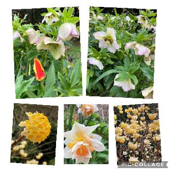 ミツマタの花の画像 by タピアンさん | 春のお花と チューリップと 水仙と クリスマスローズとミツマタの花と我が家の花と花が好き