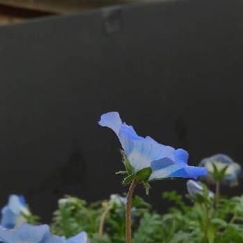 青い冬の花2022の画像 by かすみそうさん | ネモフィラと花のあるくらしとチーム・ブルーNo.120と(祝)チーム・ブルー2周年と青い花とその葉を写そう！2022とおうち園芸と花に魅せられてと可愛い〜♡と青い冬の花2022と乙女色クラブとリフレッシュ♡と青い花マニアとチーム・ブルーといやし♪
