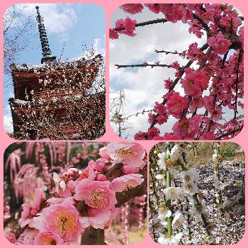 枝垂れ梅の画像 by ルンコさん | お出かけ先と枝垂れ梅と京都宇治市 三室戸寺とピンクの花と香る花と可愛い〜♡と白い花