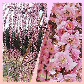 枝垂れ梅の画像 by ルンコさん | お出かけ先と枝垂れ梅とウメと京都宇治市 三室戸寺とピンクの花と香る花と可愛い〜♡とふんわり