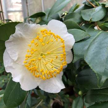 大輪の花の投稿画像一覧 Greensnap グリーンスナップ