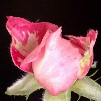 頑張ってね♡の画像 by 花土葉さん | 部屋と今日も笑顔で♡とばら バラ 薔薇とピンクの花と頑張ってね♡とミニ薔薇