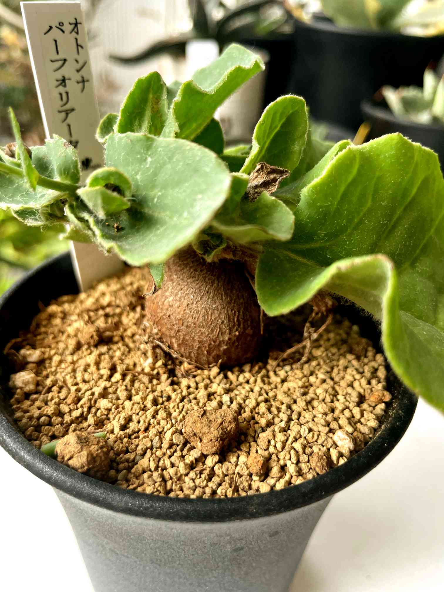 Othonna perfoliata | mana's green:塊根植物販売|マナズグリーン