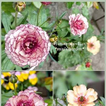 ラナンキュラスラックス・アイオリアの画像 by miuさん | 小さな庭とラナンキュラスラックス・アイオリアと育てる楽しみとシックとラナンキュラスラックス・ウラノスと花のある暮らしとラナンキュラスラックスの花とかわいいな♡