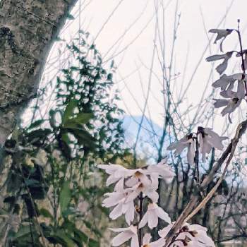 山々✽の画像 by 秋草さん | 広い庭とウチワノキと山々✽とウチワノキ✽と灌木✽と春色✽