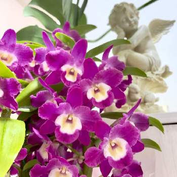 デンドロビウム グレートウエイブ ラッキードラゴンの投稿画像一覧 Greensnap グリーンスナップ