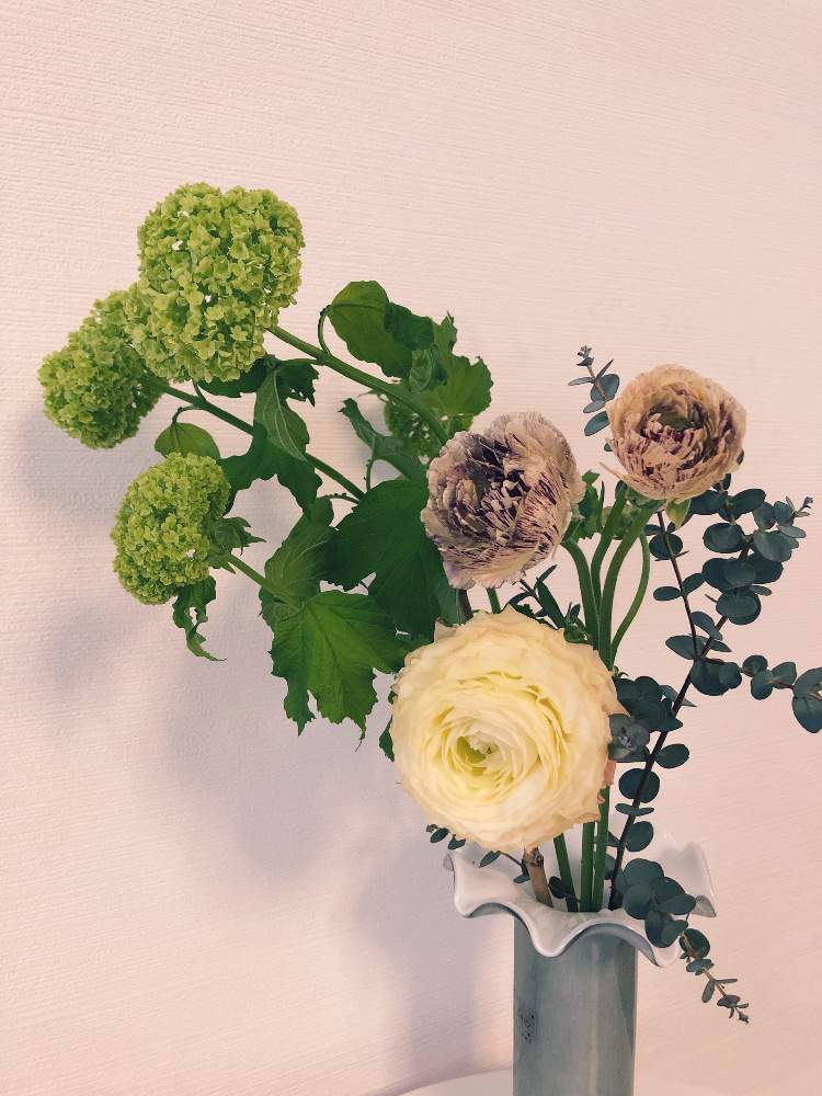 ビバーナム スノーボールの投稿画像 By あひるのダッキーモモさん ラナンキュラス ガルティエ 22月3月23日 Greensnap グリーンスナップ Greensnap グリーンスナップ