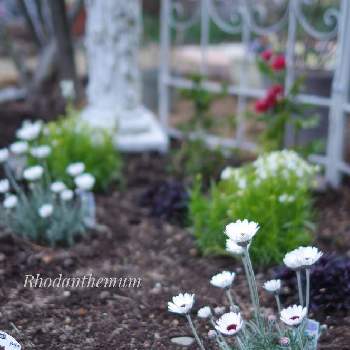 ラナンキュラスラックス ムーサの画像 by Lily ♡*｡ﾟさん | 小さな庭とラナンキュラスラックス ムーサとローダンセマムアフリカンアイズと赤白黒シック花壇。