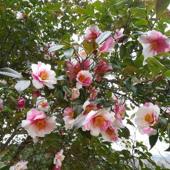  梅の花の画像 by さちさん | お出かけ先と樹木と 梅の花と大柿花山